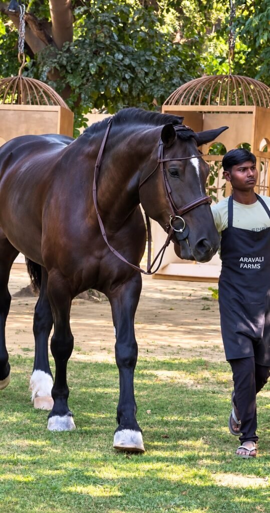 Horse with its groom