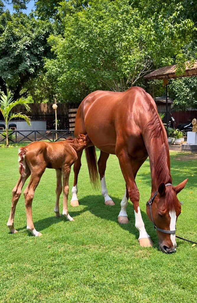 Mare and foal
